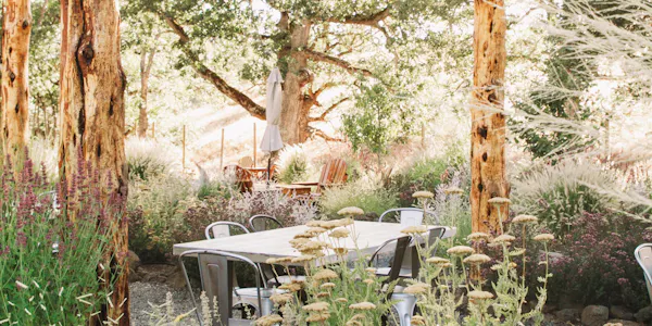 property, tree, natural environment, table, room, woodland