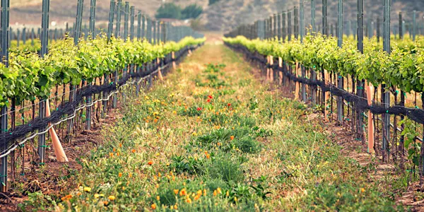 agriculture, plantation, field, vineyard, crop, farm