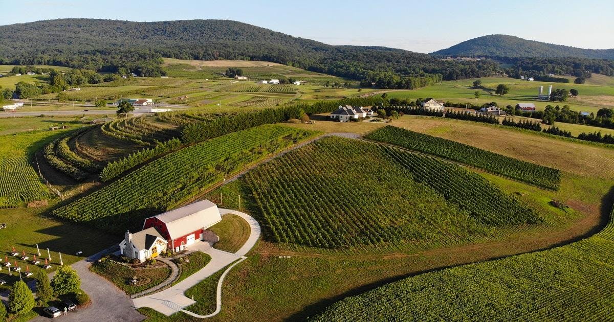 Catoctin Breeze Vineyard