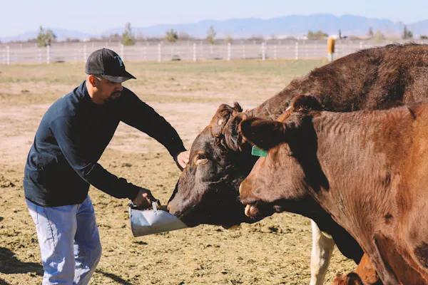 sky, working animal, hat, baseball cap, dairy cow, landscape