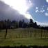 Twill Cellars