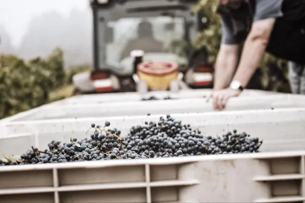 agriculture, farmworker, produce, grapes, natural foods, plantation