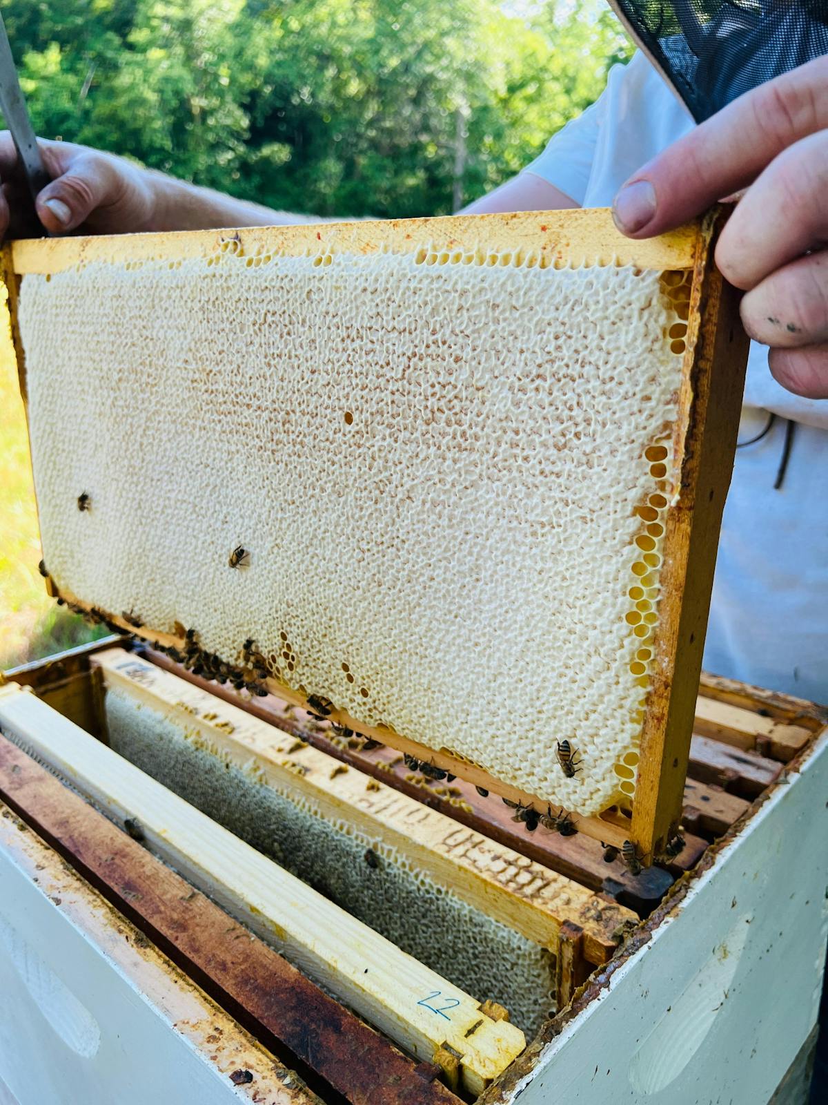 Honeytree Meadery Nashville, TN Tock