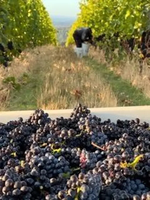 agriculture, vineyard, plantation, grapes, grapevines, grape