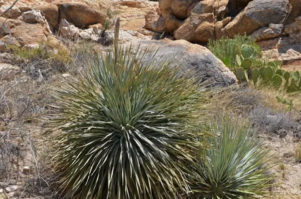 rock, plant community, flowering plant, shrubland, yucca, chaparral