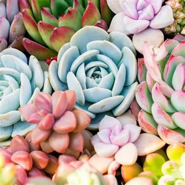 pink, petal, echeveria, echeveria elegans, pachyphytum, succulent plant
