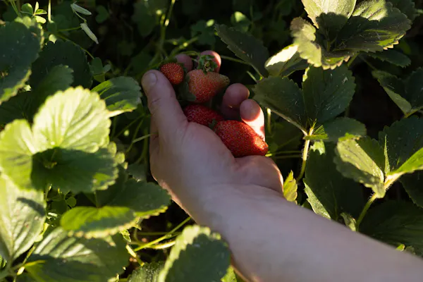 fruit, produce, red, food, berry, strawberry