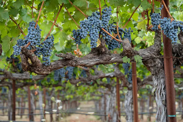 fruit tree, fruit, seedless fruit, grape, grapes, vineyard