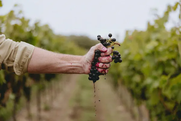 fruit, agriculture, grapes, produce, plantation, natural foods