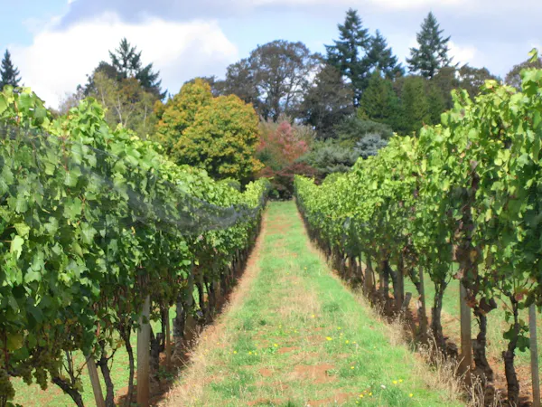 green, leaf, agriculture, plantation, vineyard, grape leaves