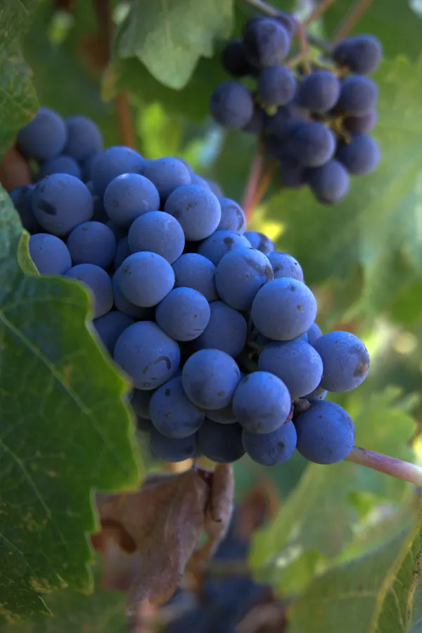 blue, fruit, produce, grape, seedless fruit, food