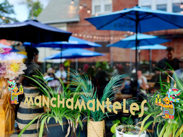 flowerpot, houseplant, floristry, umbrella, floral design, market