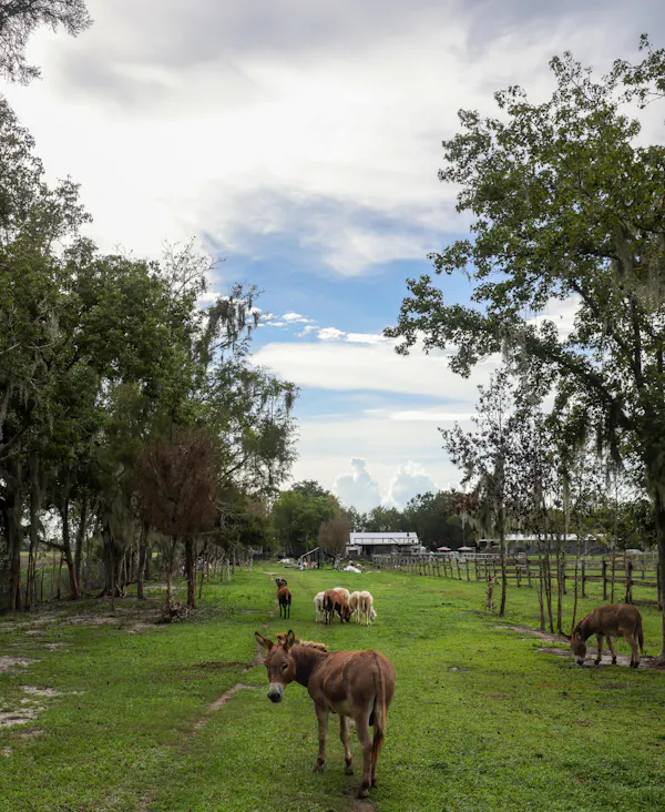 tree, working animal, pasture, grazing, grassland, cloud