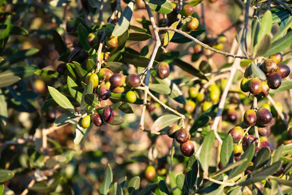 fruit tree, fruit, produce, woody plant, food, olives