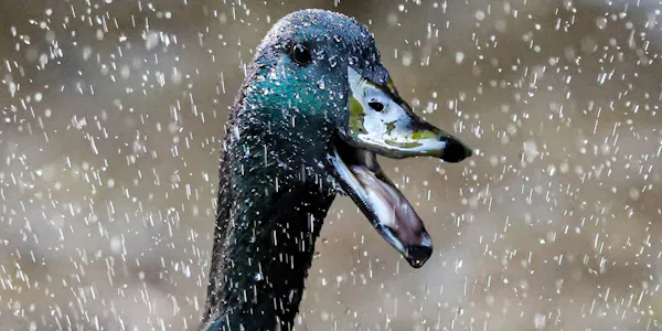 bird, beak, vertebrate, ducks, water bird, liquid