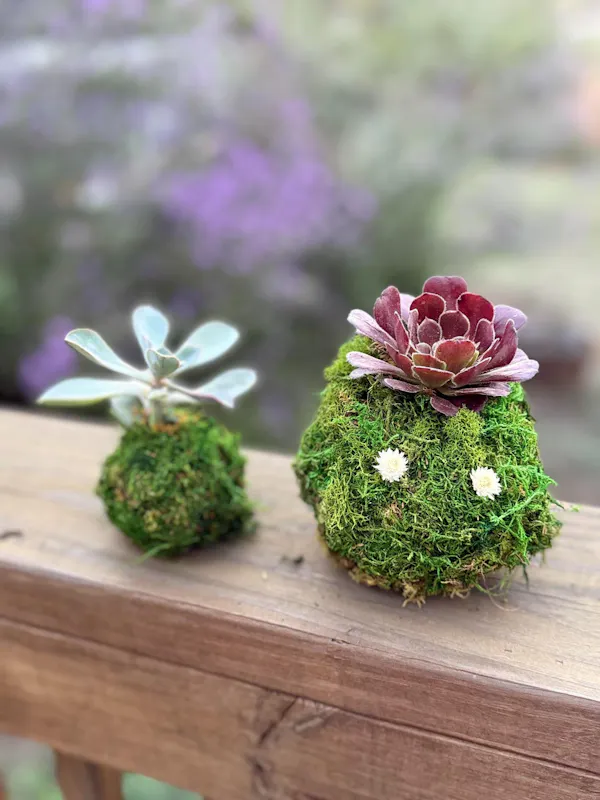 natural material, succulent plant, floristry, flower arranging