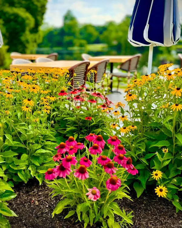 flower, yellow, plants, petal, garden, coneflower