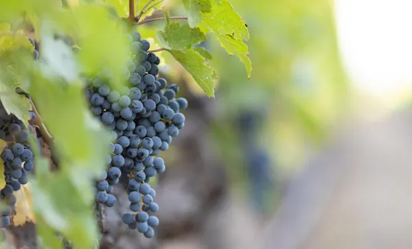 fruit, green, produce, seedless fruit, grape, food