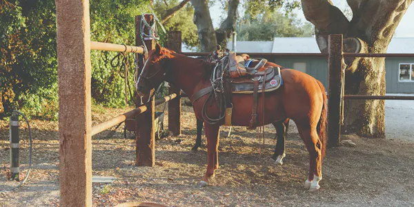 horse, bridle, horse tack, halter, working animal, horse supplies
