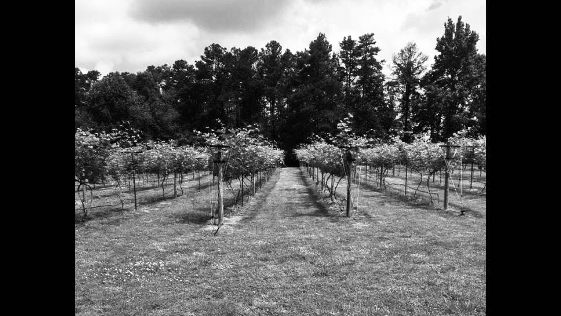 Cloudland Vineyards and Winery