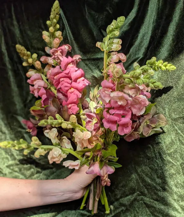 flower, flower bouquet, petal, pink, floristry, flower arranging