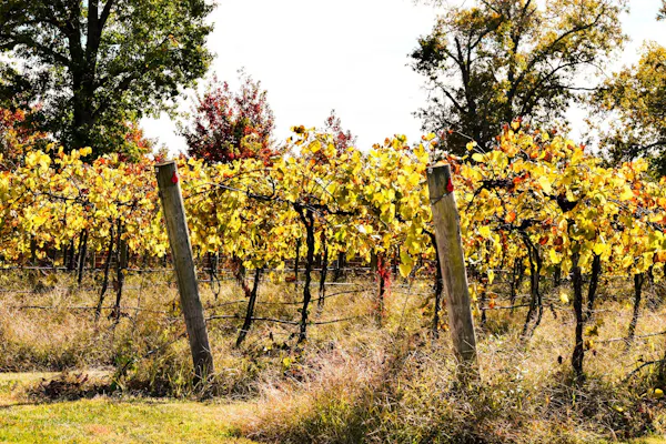 green, yellow, agriculture, autumn, field, flowering plant