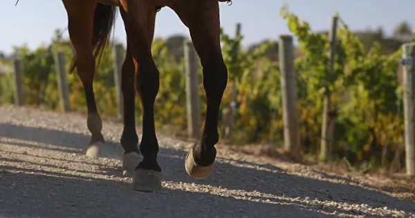 horse, working animal, horse supplies, sorrel, terrestrial animal, livestock
