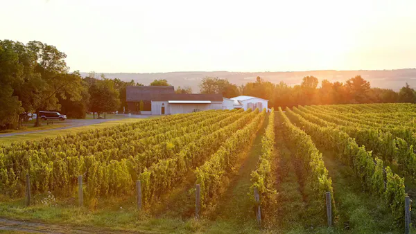 agriculture, plantation, rural area, field, crop, sunlight