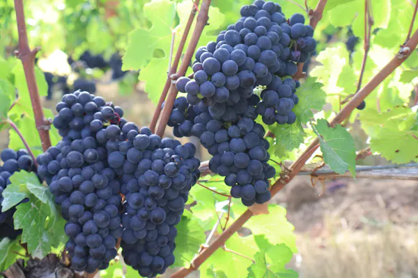 fruit, produce, food, grape, fruit tree, natural foods