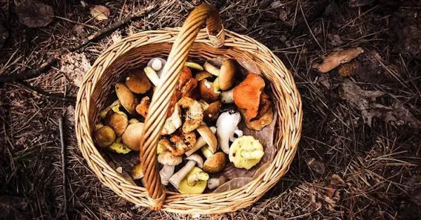 ingredient, fungus, mushroom, bolete, produce, natural foods