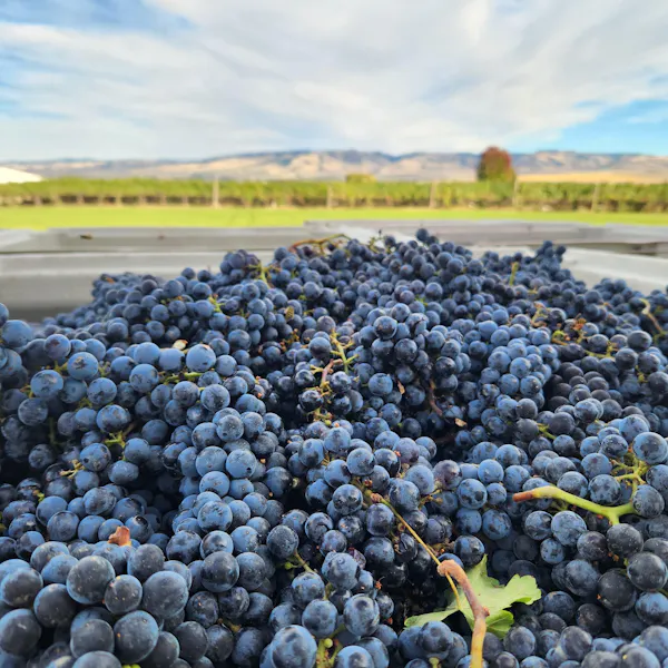 fruit, produce, agriculture, food, grapes, grape