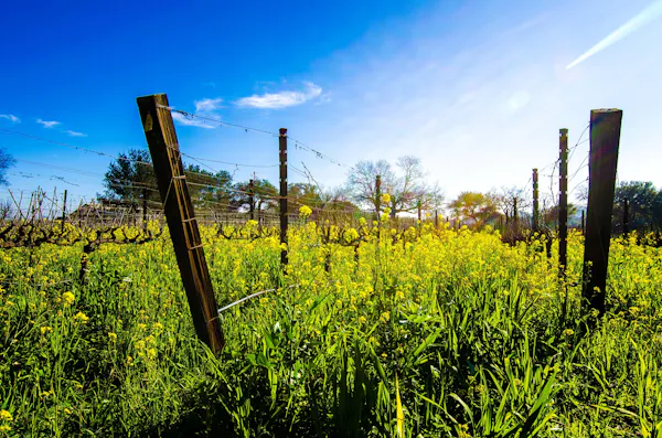 green, yellow, summer, grassland, fence, field