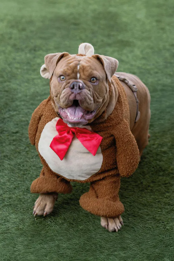 dog, snout, bulldog, carnivores, dog clothes, pet supply