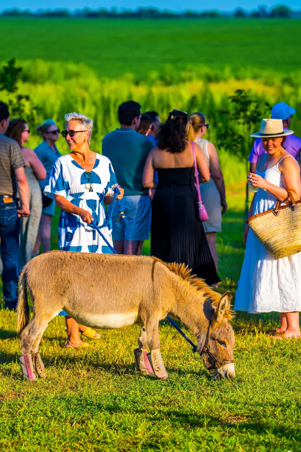 working animal, grassland, summer, hat, field, pasture