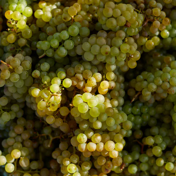 produce, food, fruit, natural foods, seedless fruit, grape