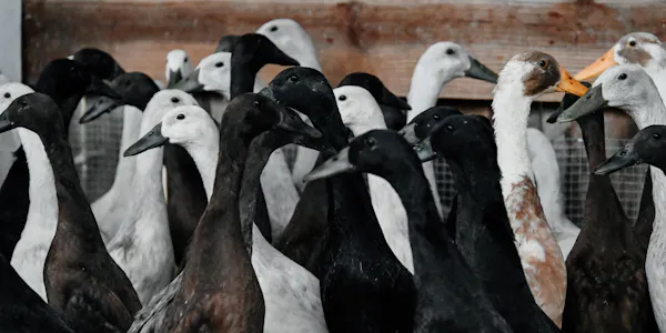 bird, beak, ducks, water bird, vertebrate, neck