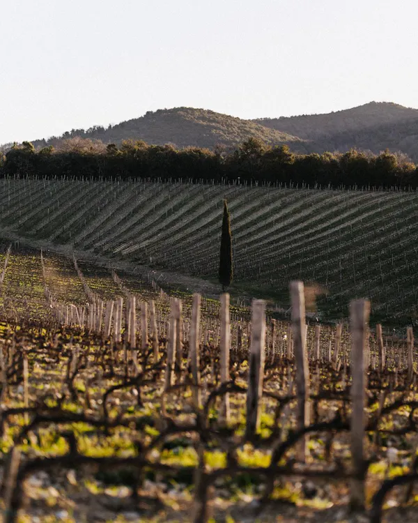 agriculture, plantation, field, crop, vineyard, soil