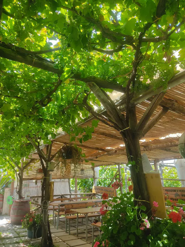 leaf, shade, spring, outdoor structure, outdoor table, pergola