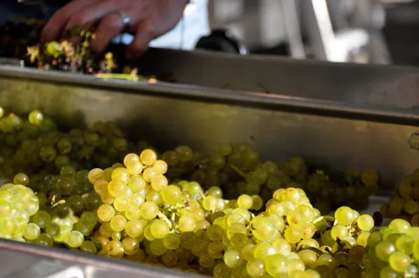 food, produce, ingredient, fruit, natural foods, grapes