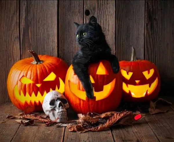 cat, pumpkin, felidae, calabaza, produce, winter squash