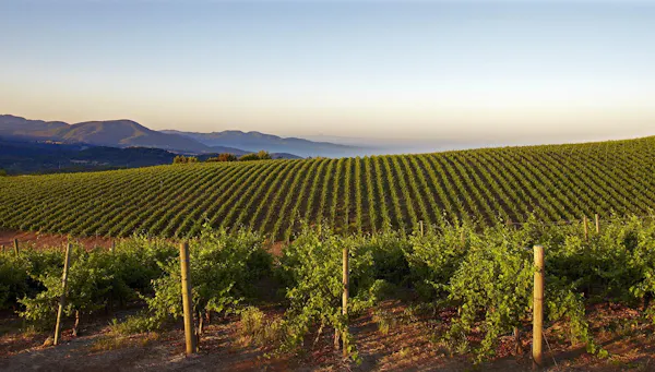 agriculture, hill, plantation, field, hill station, vineyard