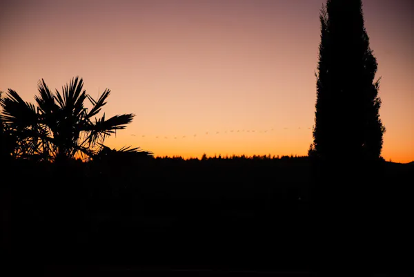 nature, sunset, afterglow, branch, dusk, orange