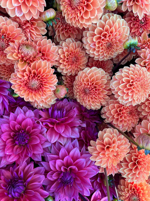 flower, red, yellow, petal, pink, dahlia