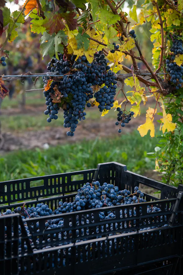 grape, leaf, grapevine family, tree, autumn, yellow