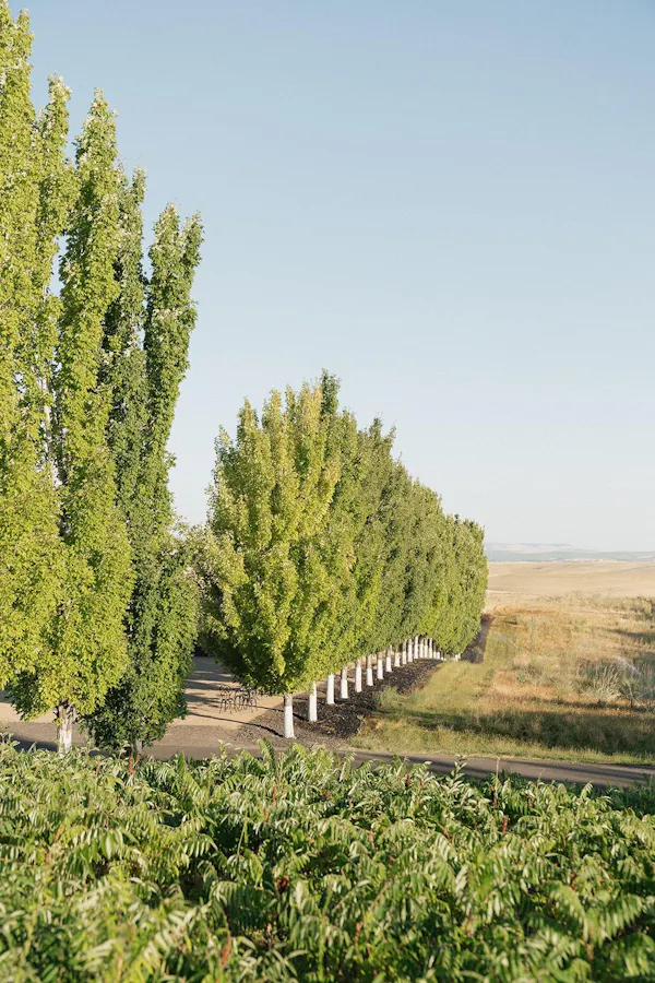 woody plant, plantation, field, larch, evergreen, conifers