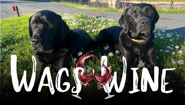 dog, carnivores, snout, labrador retriever, canidae, gun dog