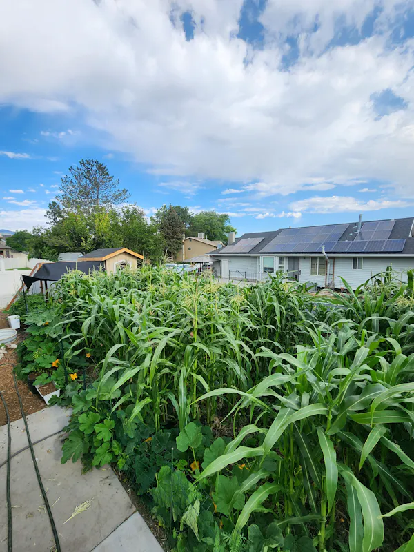 agriculture, plantation, field, crop, herbaceous plant, garden