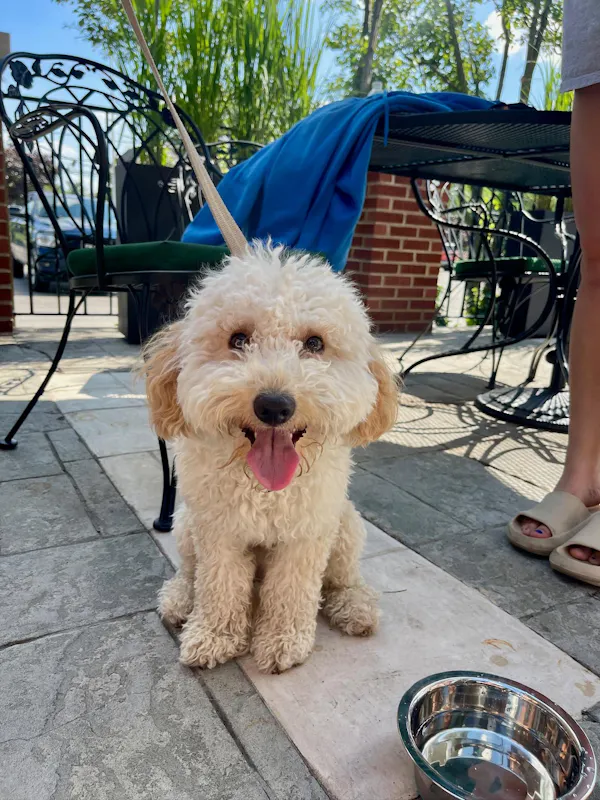 dog, carnivores, water dog, toy dog, fur, canidae