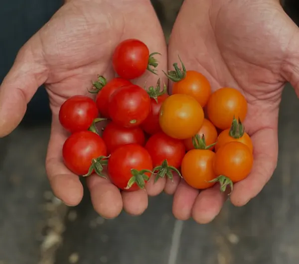 produce, natural foods, tomato, fruit, food, cherry tomato