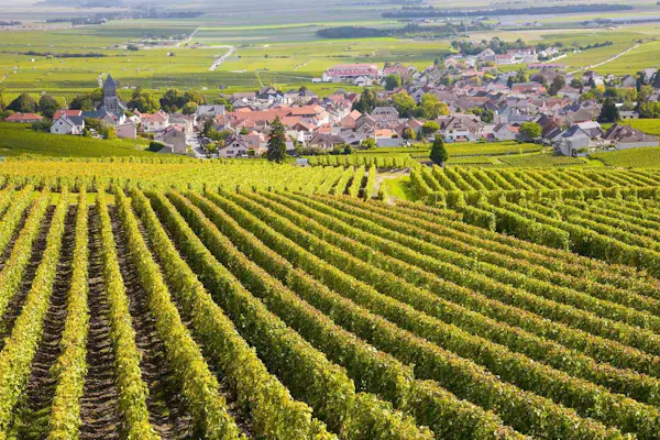 agriculture, field, plantation, plain, rural area, crop